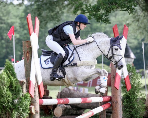 Geländepferd Derrivane Finn (Connemara-Pony, 2009, von Stradbally Bill)