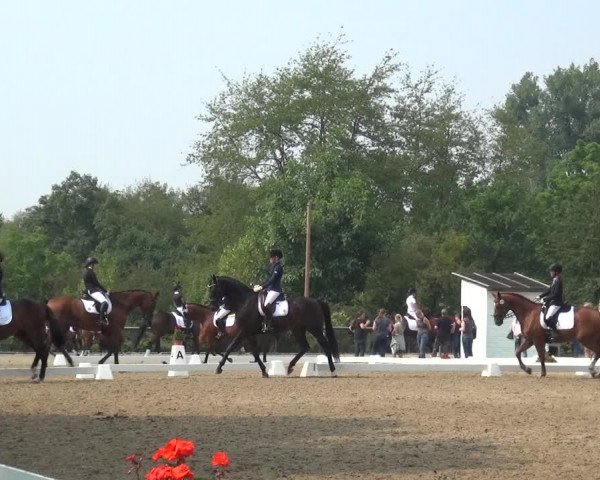 Reitturnier Düren - An der Kuhbrücke 2017