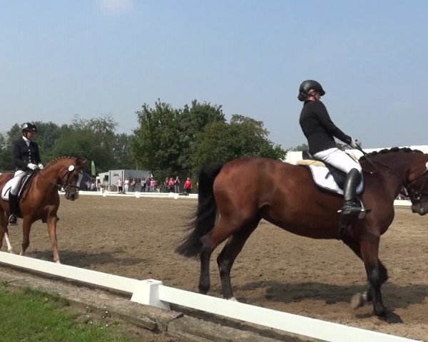 Reitturnier Düren - An der Kuhbrücke 2017