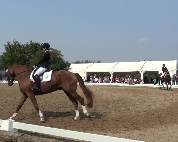 Reitturnier Düren - An der Kuhbrücke 2017