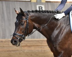 dressage horse Jean Bergoul xx (Thoroughbred, 2007, from Sagamix xx)