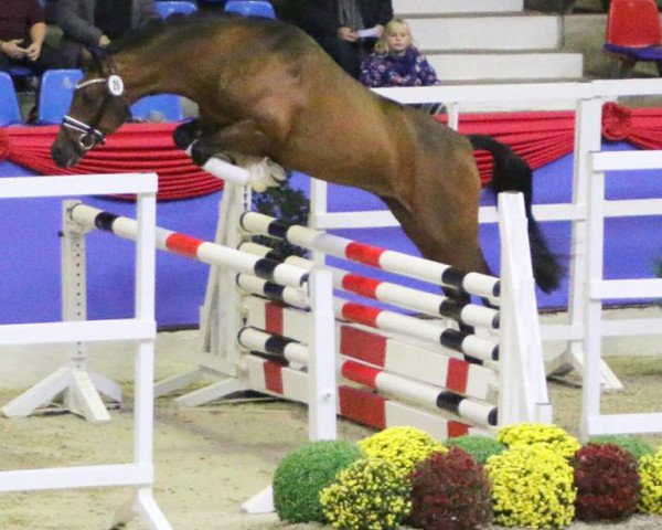 jumper Calio (German Riding Pony, 2014, from Calido G)