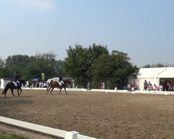 Reitturnier Düren - An der Kuhbrücke 2017