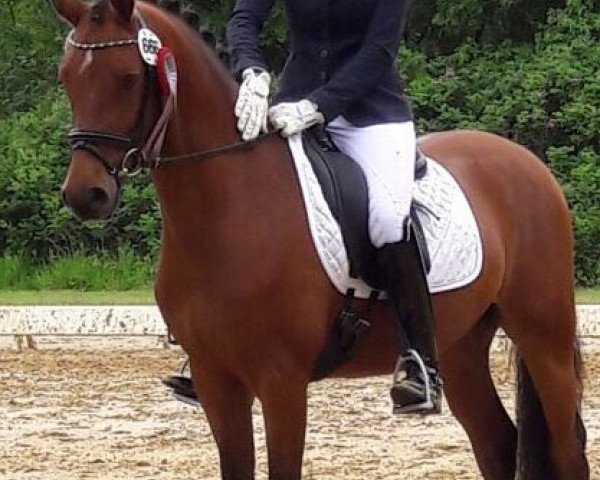 Dressurpferd Graf Grando WE (Deutsches Reitpony, 2013, von Calido G)