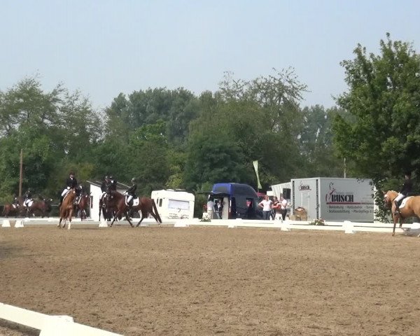Reitturnier Düren - An der Kuhbrücke 2017