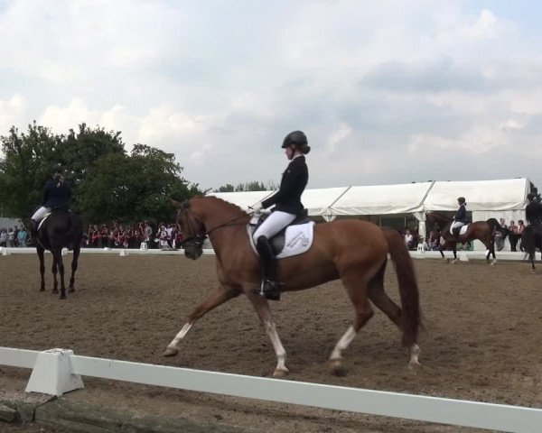Reitturnier Düren - An der Kuhbrücke 2017