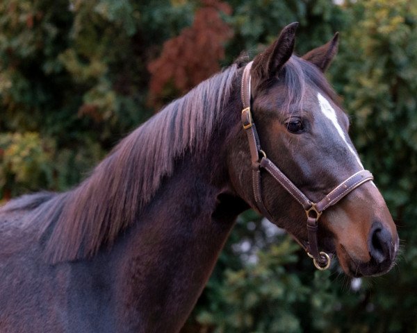 broodmare Queensberry (German Warmblood, 2019, from Rock for Me)