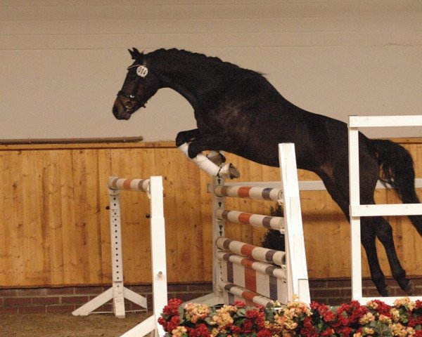 jumper Cooper J (German Riding Pony, 2011, from Calido G)