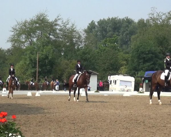 Reitturnier Düren - An der Kuhbrücke 2017