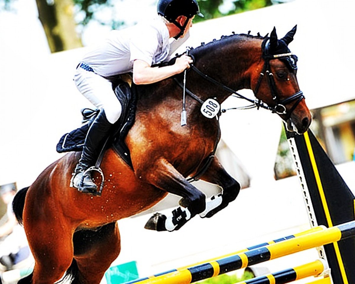 Springpferd Chocko Chacker Sp WE (Deutsches Reitpony, 2011, von Calido G)