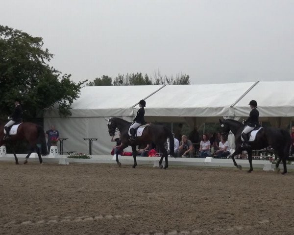 Reitturnier Düren - An der Kuhbrücke 2017