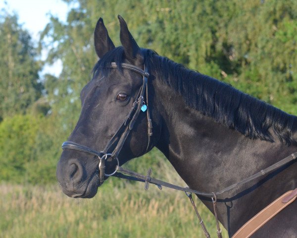 jumper Legolas S (German Sport Horse, 2007, from Lambourghini)