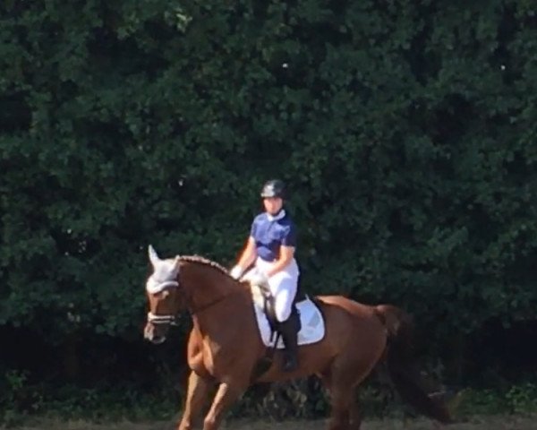dressage horse Exupery R (Westphalian, 2007, from Ehrentanz I)