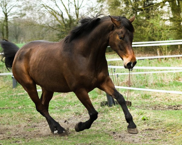 horse Markus (Rhinelander, 2008, from Riccione)