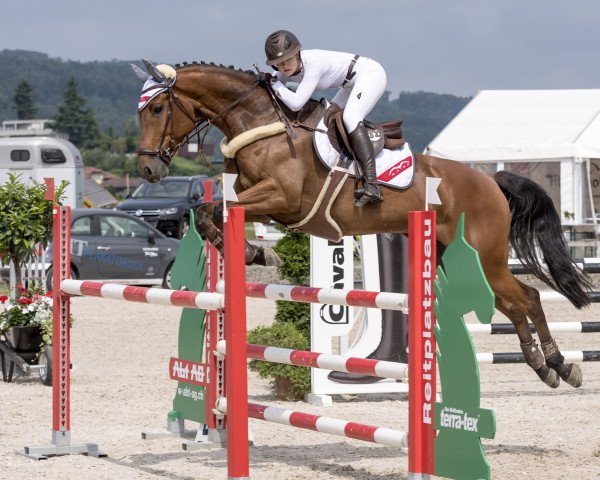 Springpferd Quberth von Worrenberg (Schweizer Warmblut, 2010, von Quality 9)