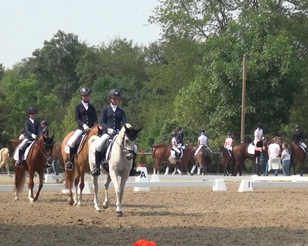 Reitturnier Düren - An der Kuhbrücke 2017