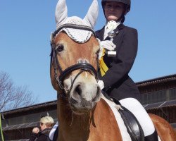 dressage horse Sanny 79 (Haflinger, 2000)