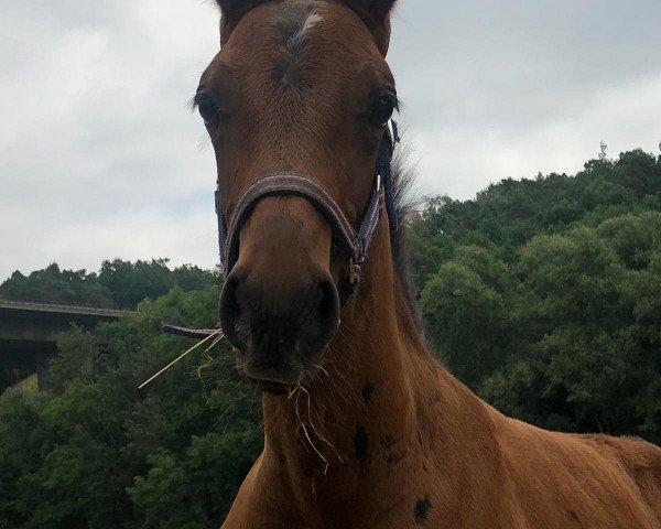 horse Coopmann (German Warmblood, 2018, from Cheetano)