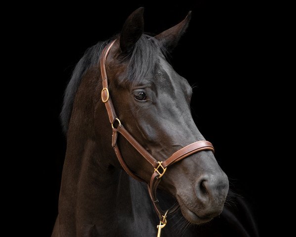 horse All that she wants H (Westphalian, 2015, from All At Once)