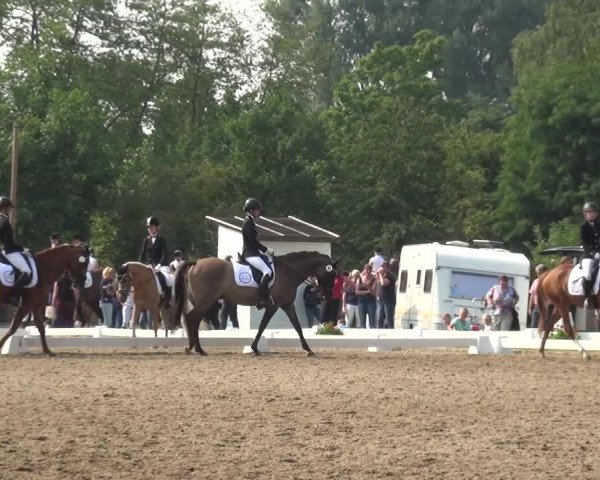 Reitturnier Düren - An der Kuhbrücke 2017