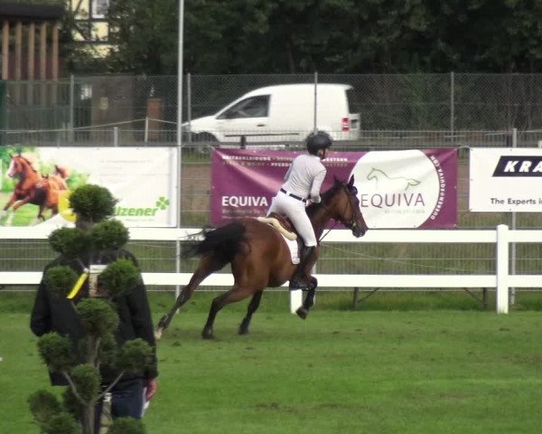Reitturnier Düren - An der Kuhbrücke 2017