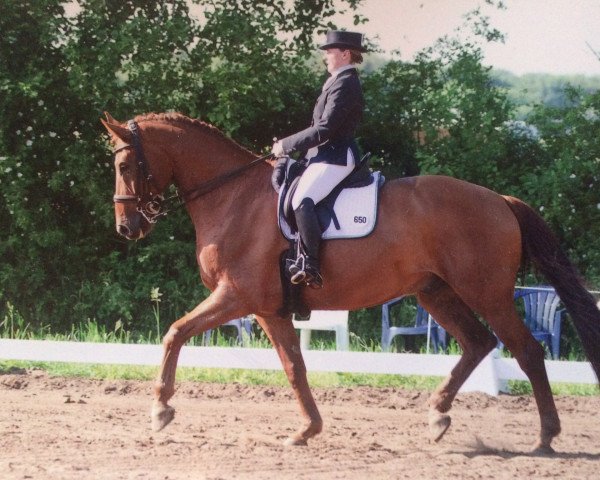 dressage horse Dorini 2 (Hanoverian, 2003, from Don Frederico)