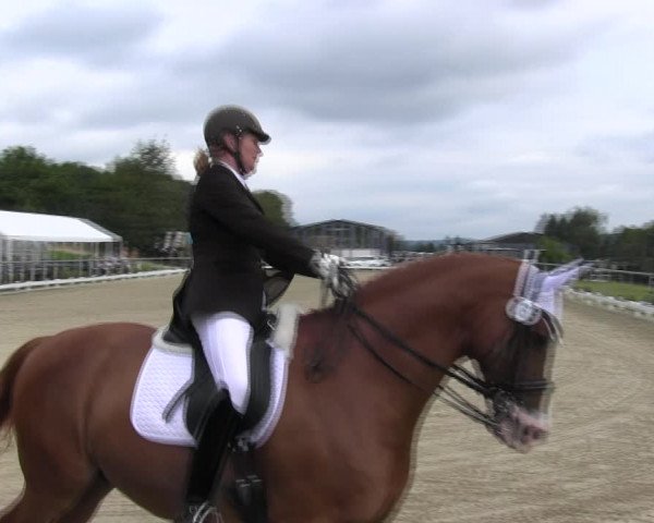 Reitturnier Bühren-Breckerfeld 2017