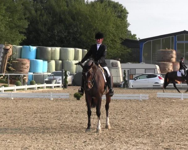 Reitturnier Bühren-Breckerfeld 2017