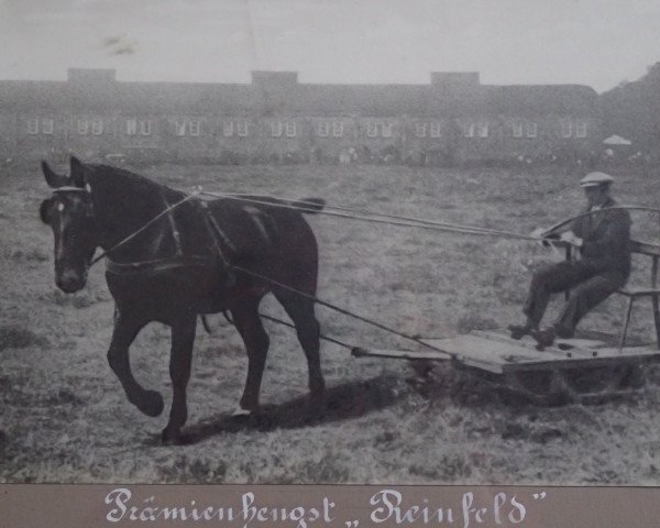stallion Rheinfeld 3526 (Oldenburg, 1932, from Rheinfürst 3431) stallion Rheinfeld 3526 (Oldenburg, 1932, from Rheinfürst 3431)