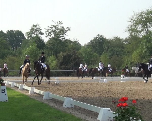 Reitturnier Düren - An der Kuhbrücke 2017