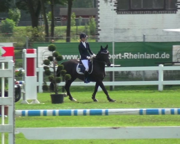 Reitturnier Düren - An der Kuhbrücke 2017