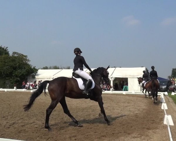 Reitturnier Düren - An der Kuhbrücke 2017