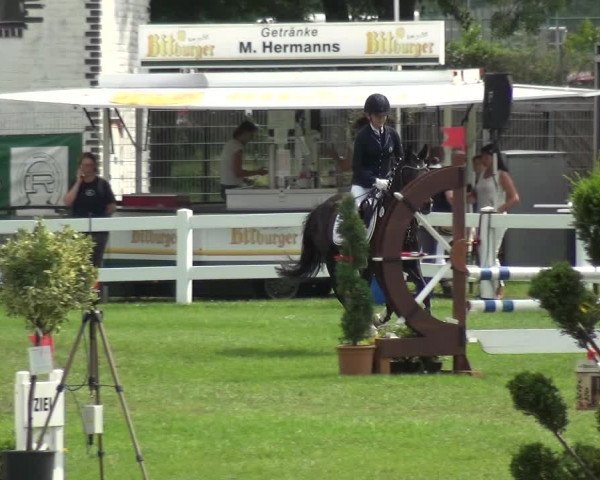 Reitturnier Düren - An der Kuhbrücke 2017