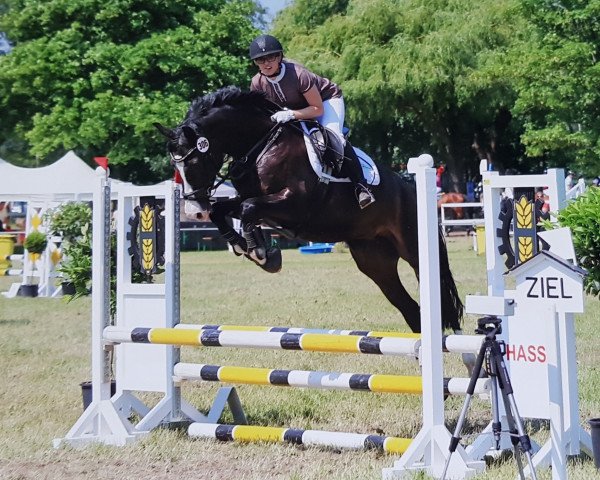 jumper Dakota 429 (Holsteiner, 2011, from Diarado)