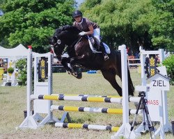 jumper Dakota 429 (Holsteiner, 2011, from Diarado)