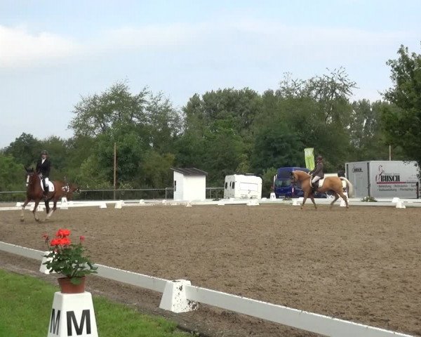 Reitturnier Düren - An der Kuhbrücke 2017