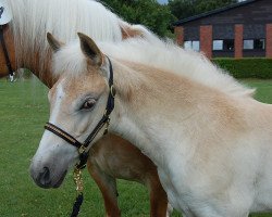 broodmare Scarlett (Edelbluthaflinger, 2018, from Sherlock Holmes C. (2,15% ox))