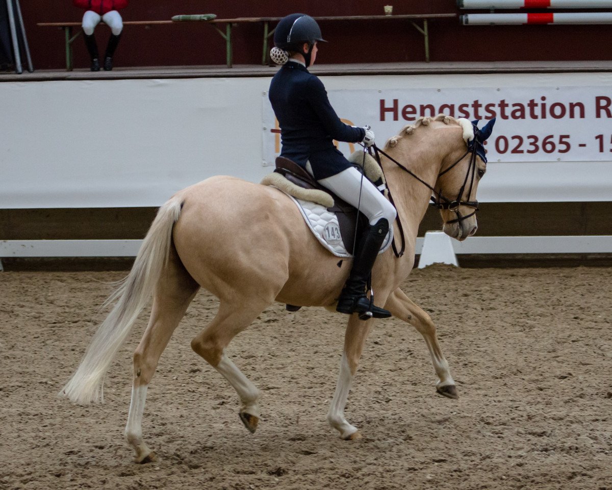 Dressurpferd Wilky May FH (Deutsches Reitpony, 2008, von White Gold B)