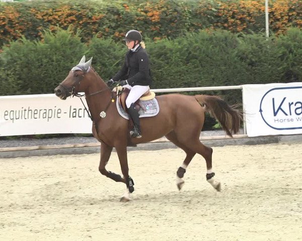 Reitturnier Durmersheim-Hardt 2017