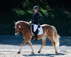 dressage horse Wanja (Haflinger, 1999, from Wilder)