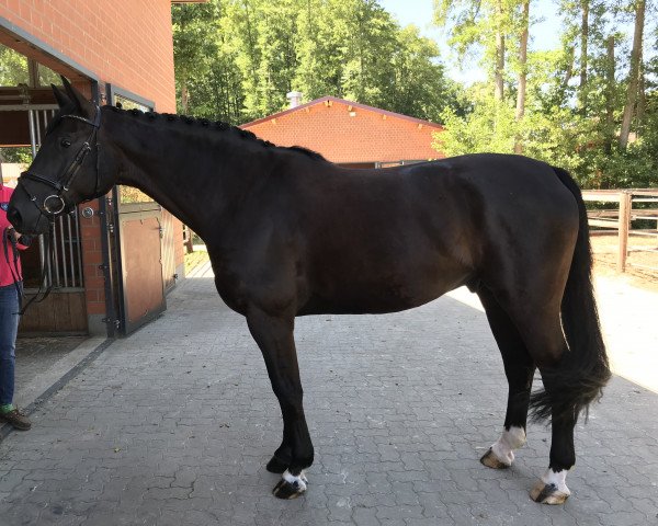 Dressurpferd Bemossed (Hannoveraner, 2012, von Benetton Dream FRH 1301)
