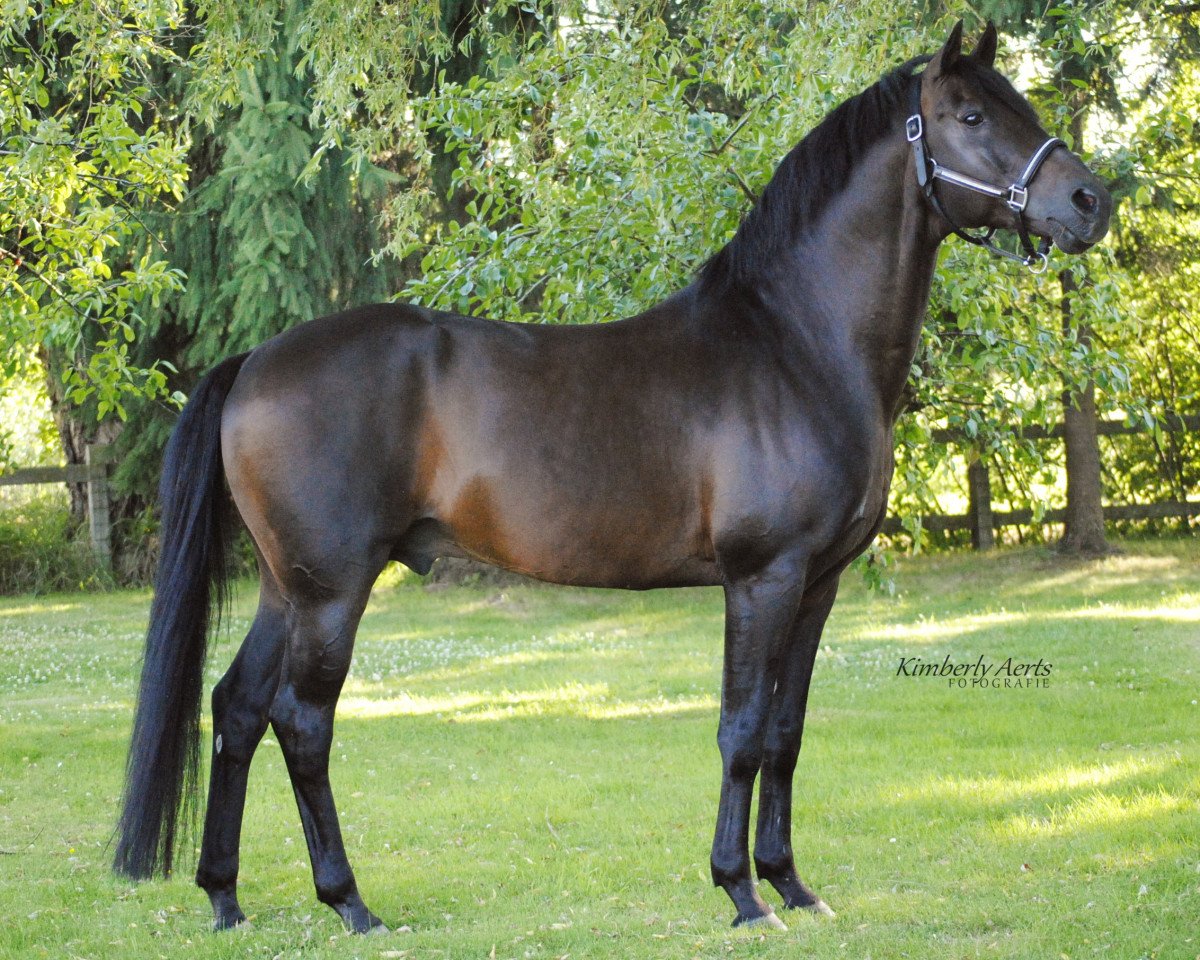 Hingst Brillant's Golden Boy (Tysk ridepony, 1998, fra Brillant)