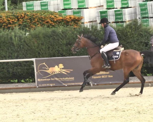 Reitturnier Durmersheim-Hardt 2017