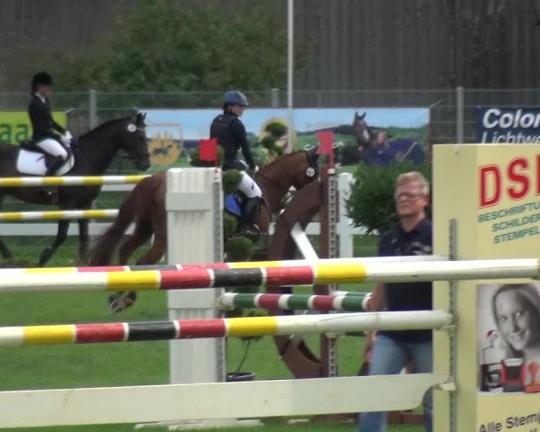 Reitturnier Düren - An der Kuhbrücke 2017