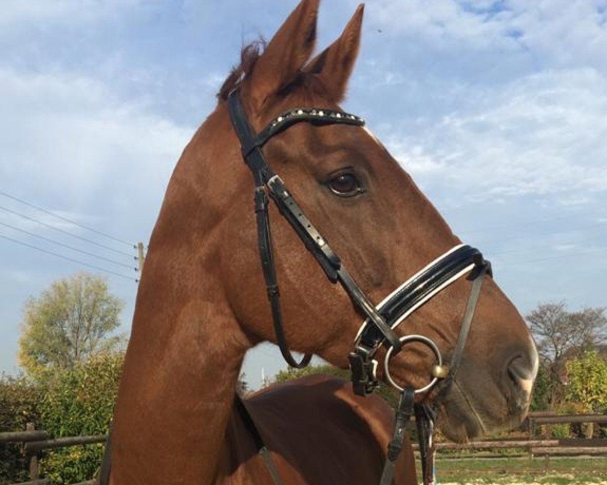dressage horse Sandra B (Trakehner, 2007, from Stubbendorff)