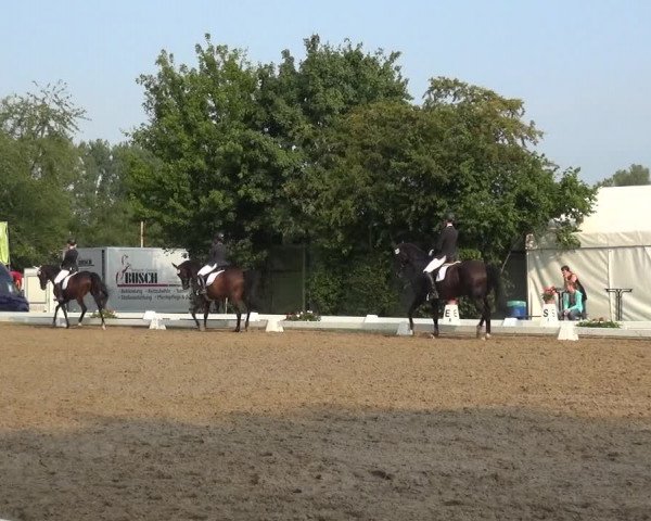 Reitturnier Düren - An der Kuhbrücke 2017