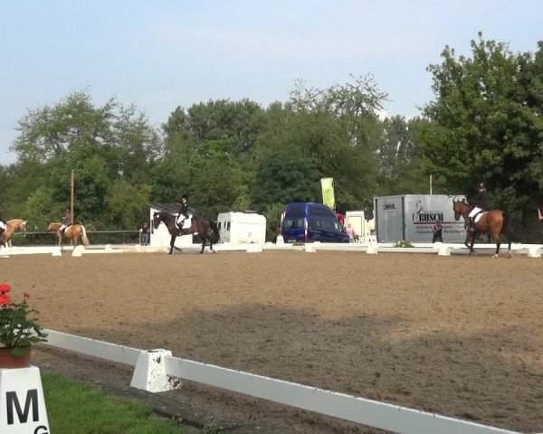Reitturnier Düren - An der Kuhbrücke 2017