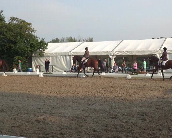 Reitturnier Düren - An der Kuhbrücke 2017