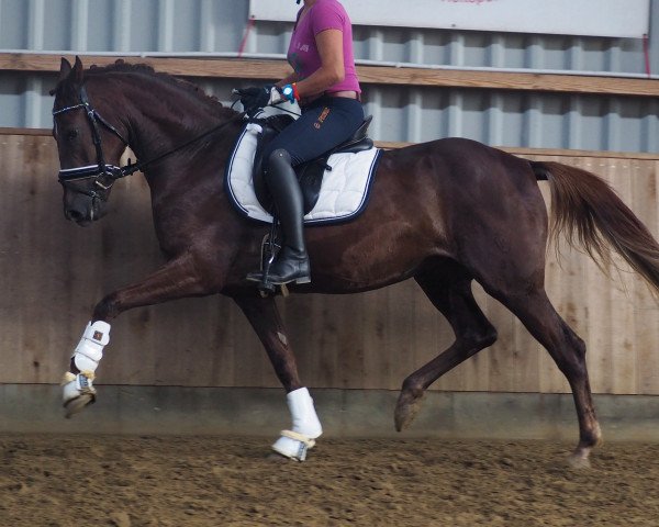 Pferd Cascada (Deutsches Reitpony, 2015, von Kastanienhof Cockney Cracker)