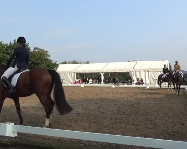 Reitturnier Düren - An der Kuhbrücke 2017